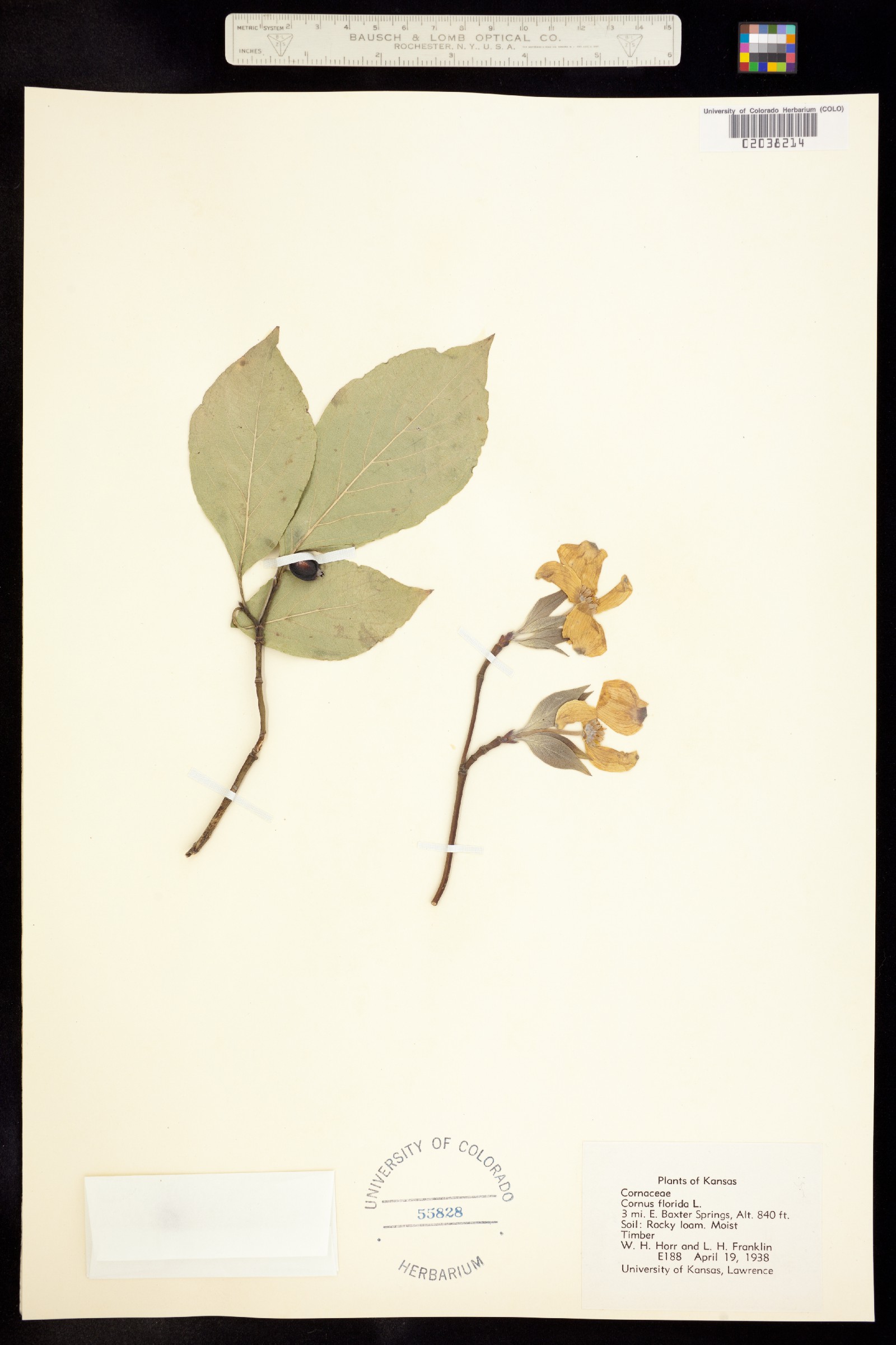 Cornus florida image