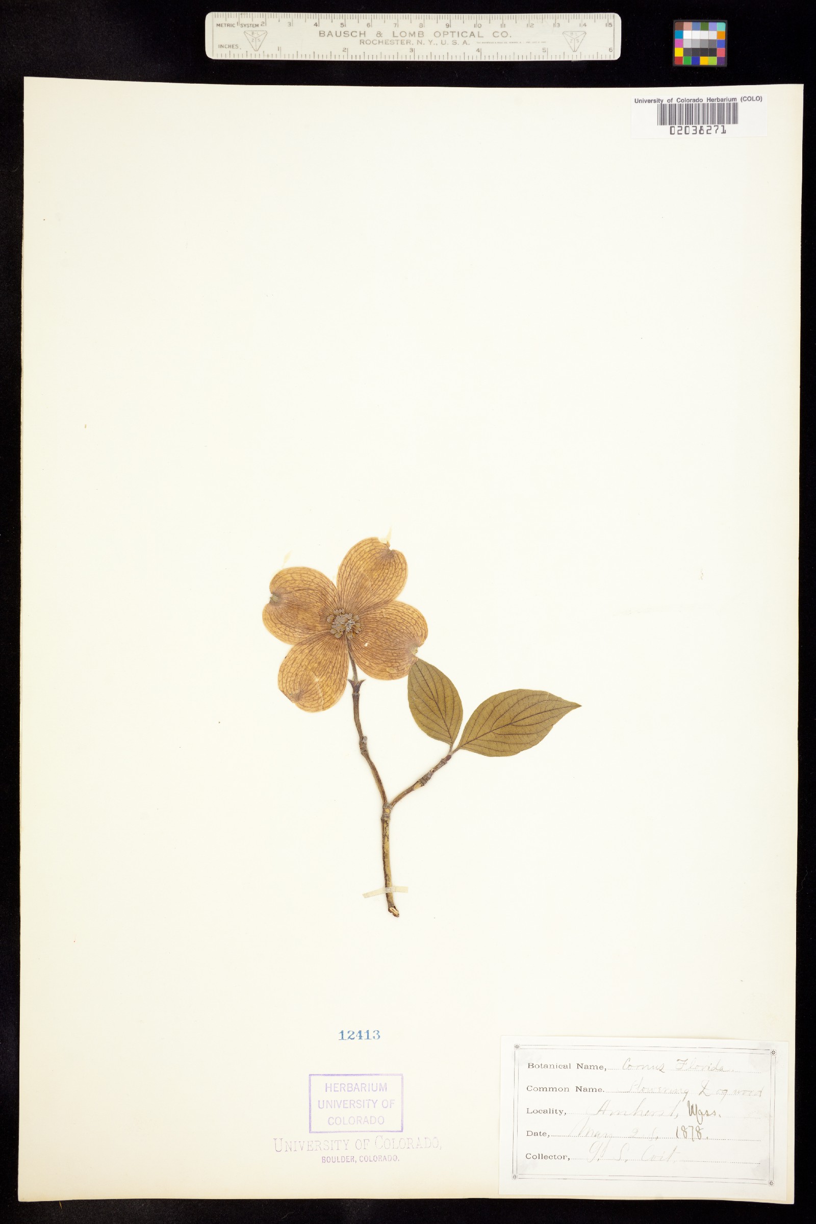 Cornus florida image