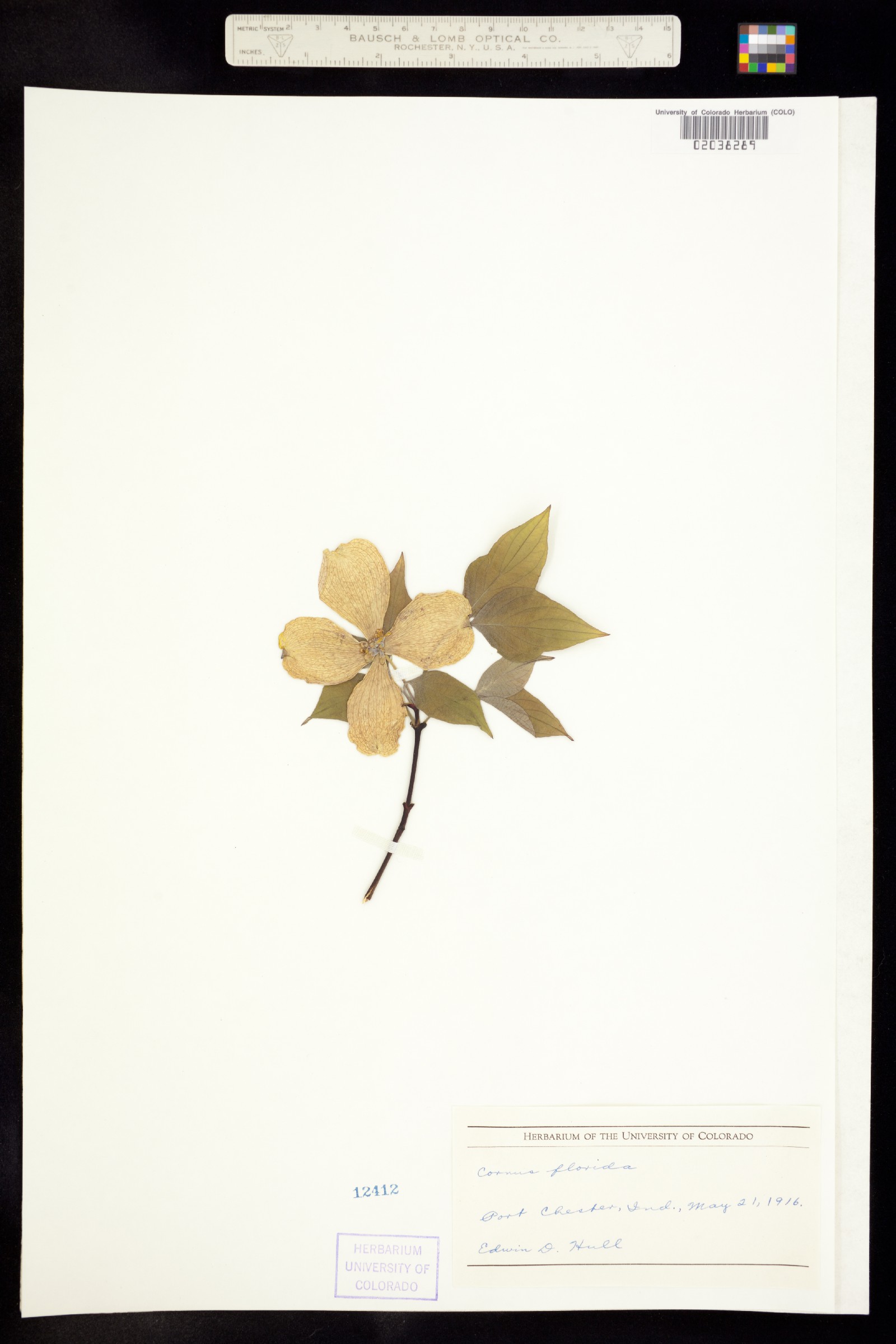 Cornus image