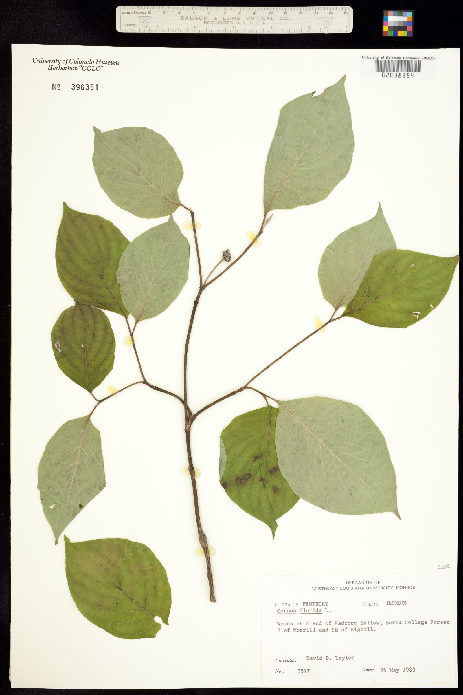 Cornus florida image