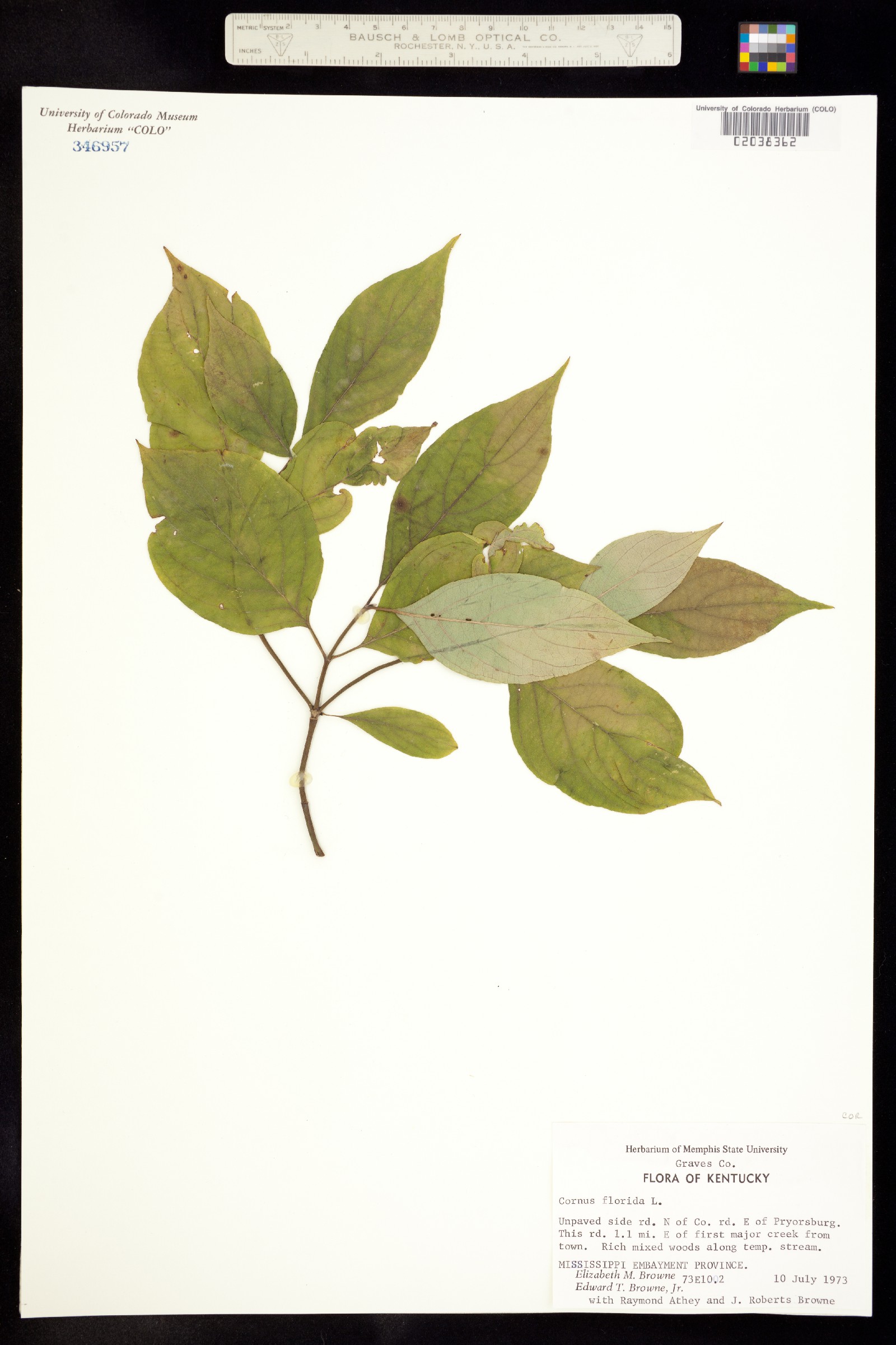 Cornus florida image