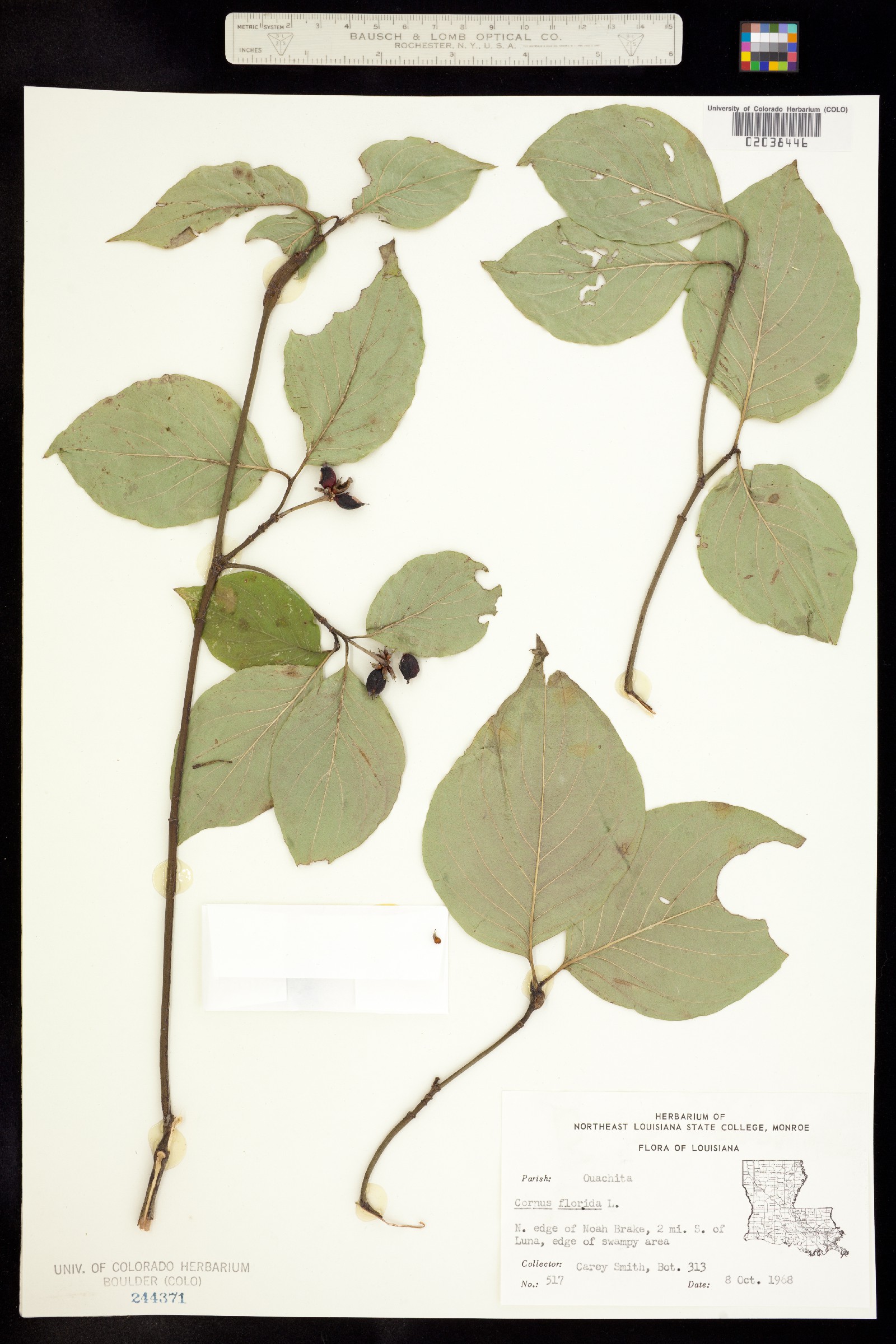 Cornus florida image