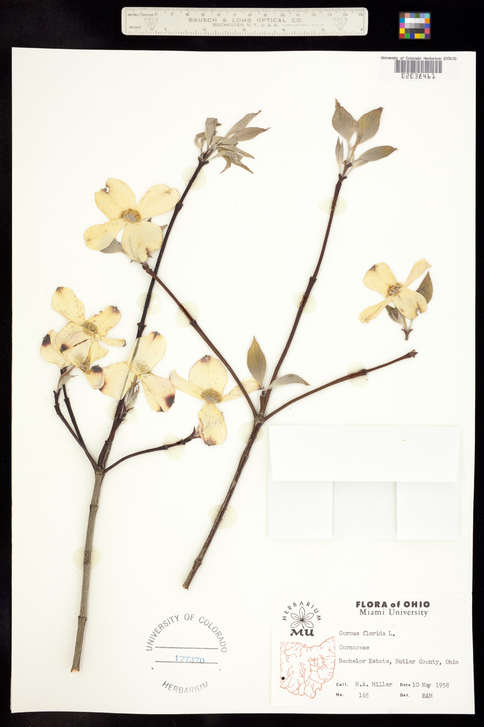 Cornus florida image