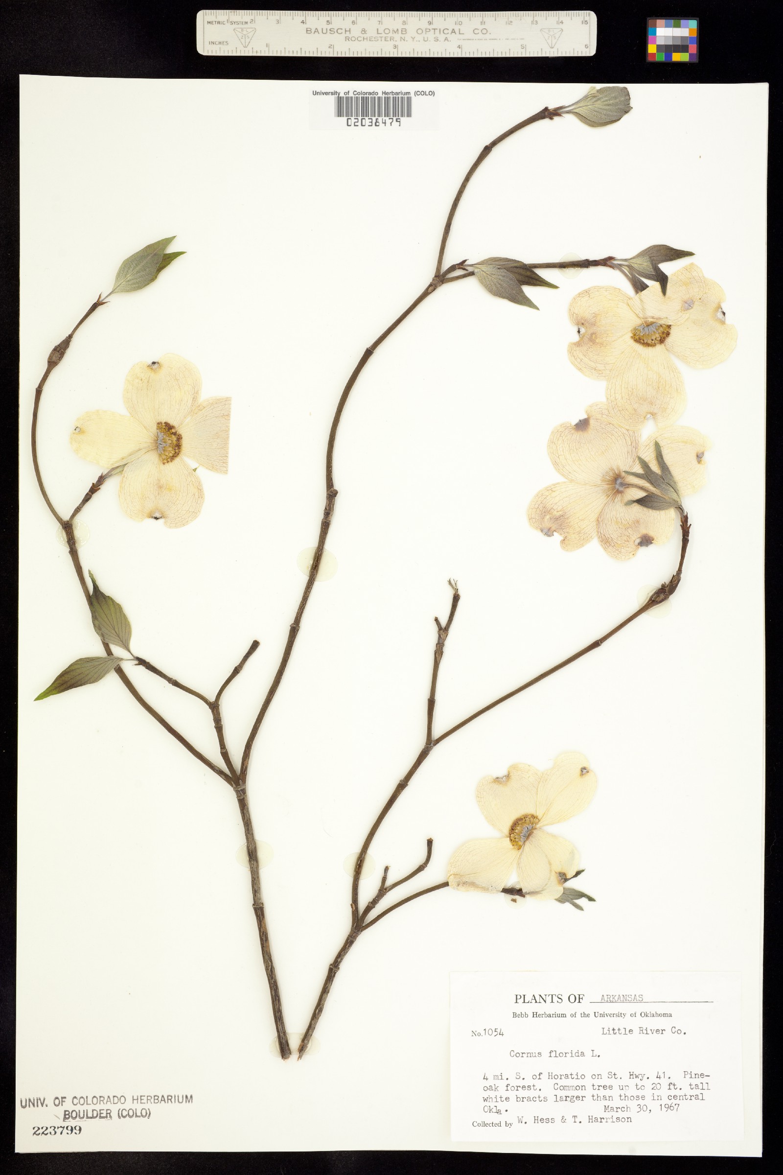 Cornus florida image