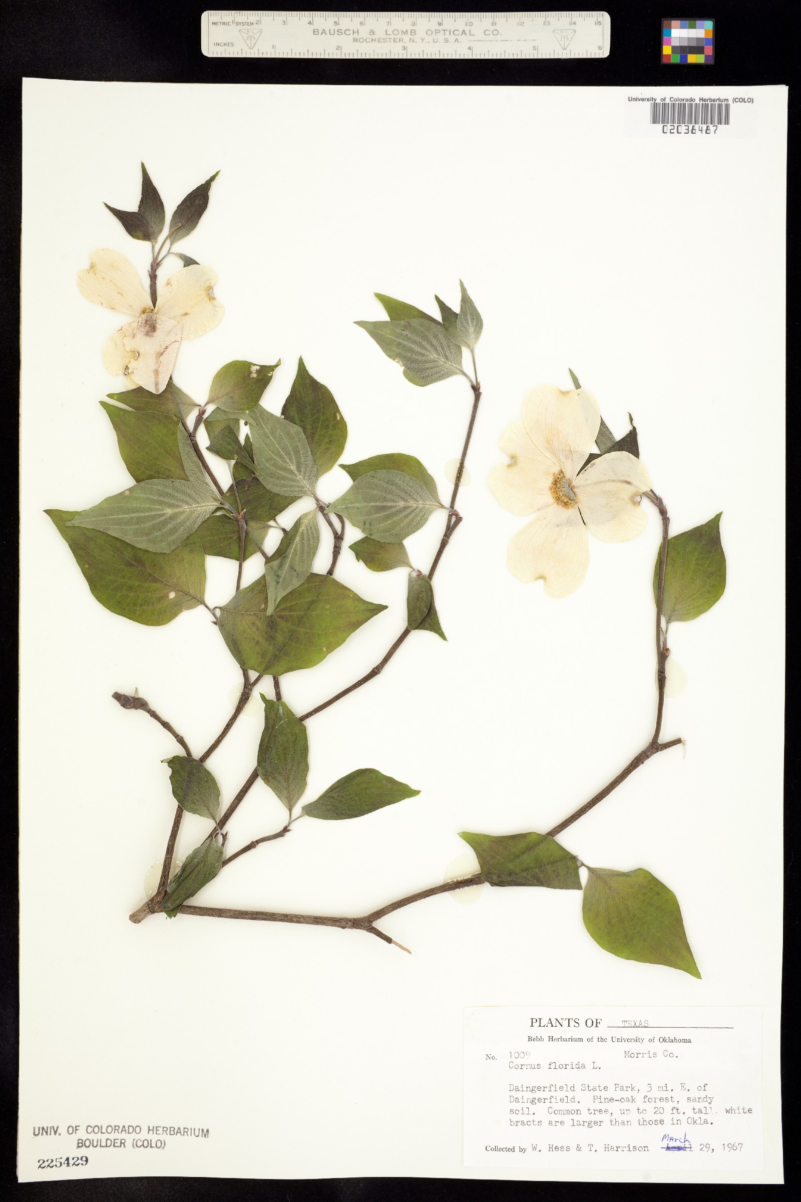 Cornus florida image