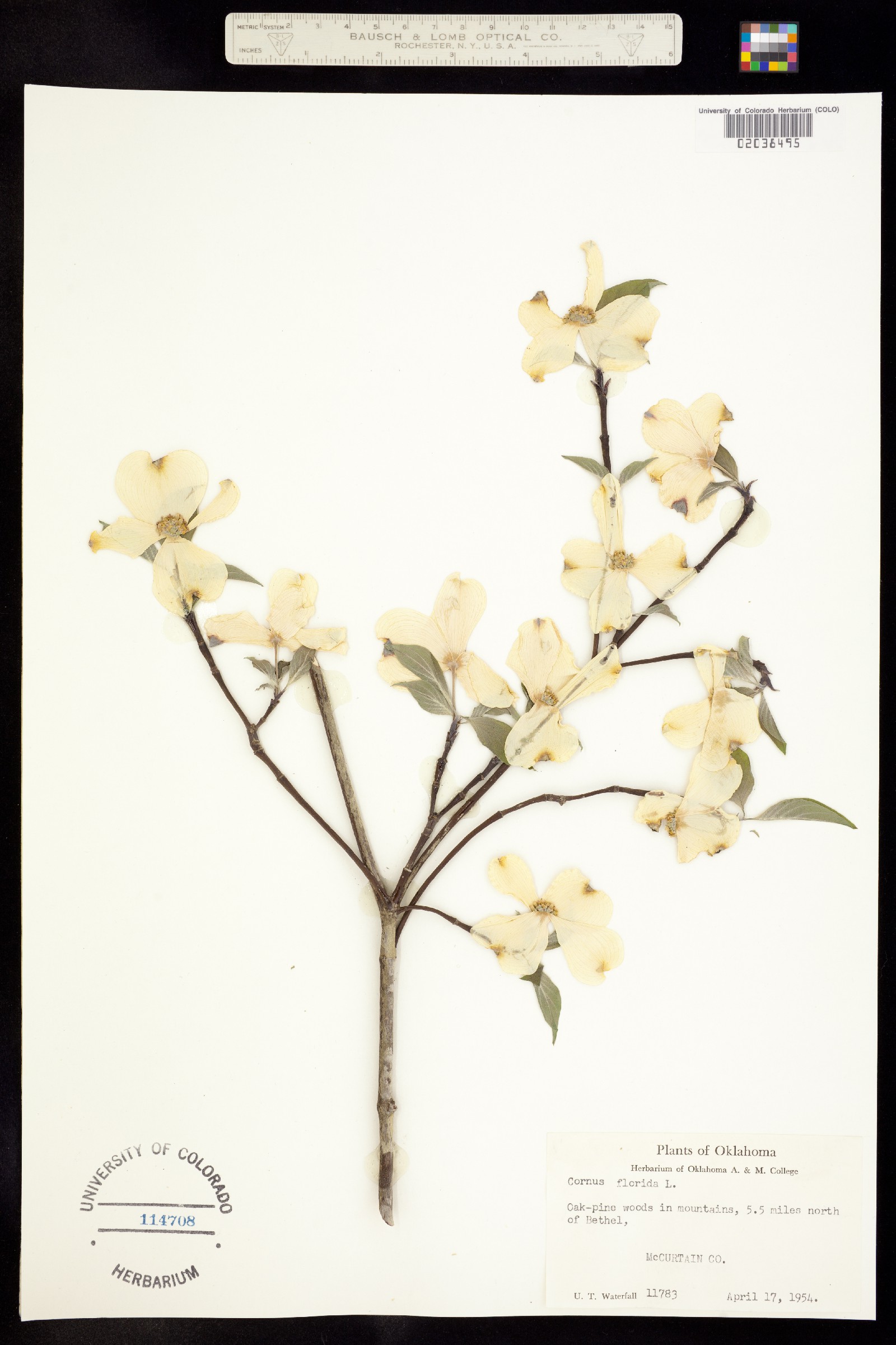 Cornus florida image