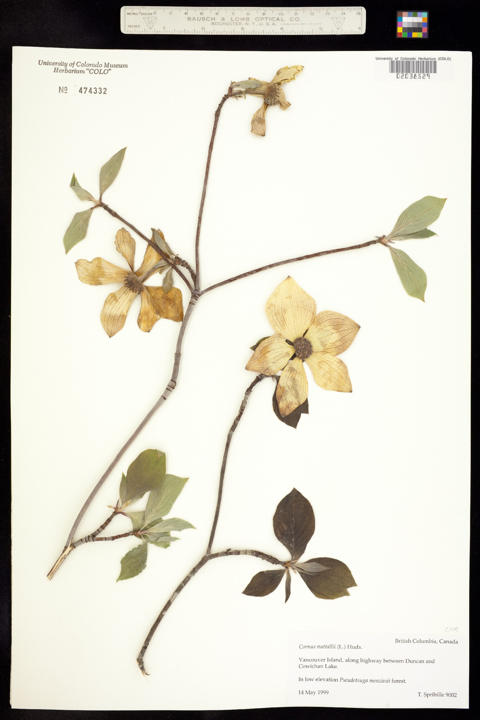 Cornus nuttallii image