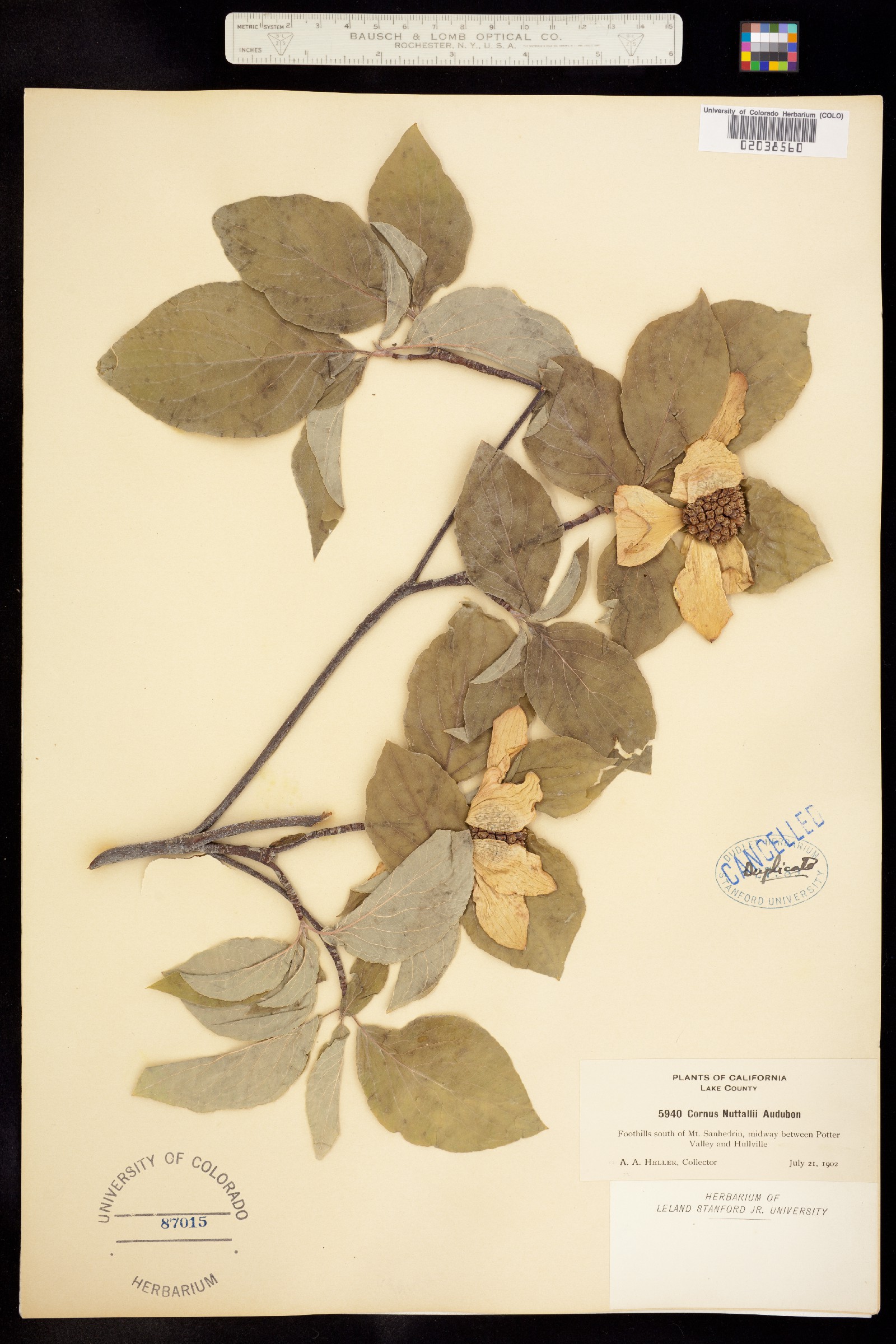 Cornus nuttallii image