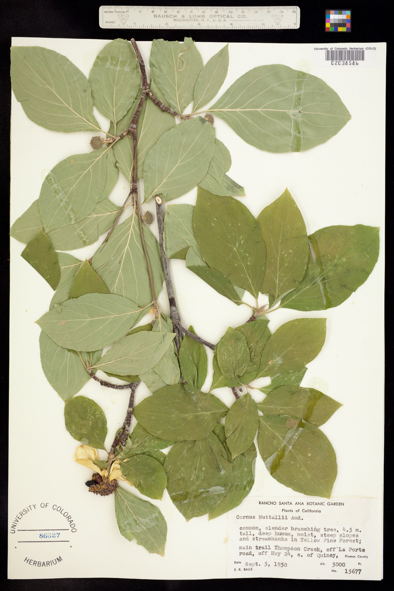 Cornus nuttallii image