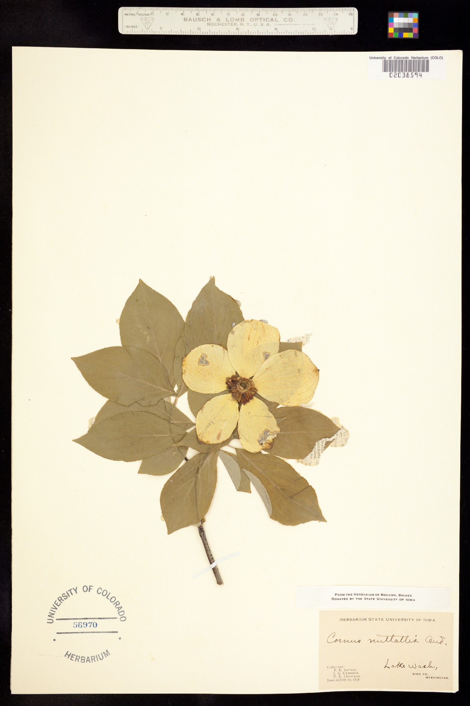 Cornus nuttallii image