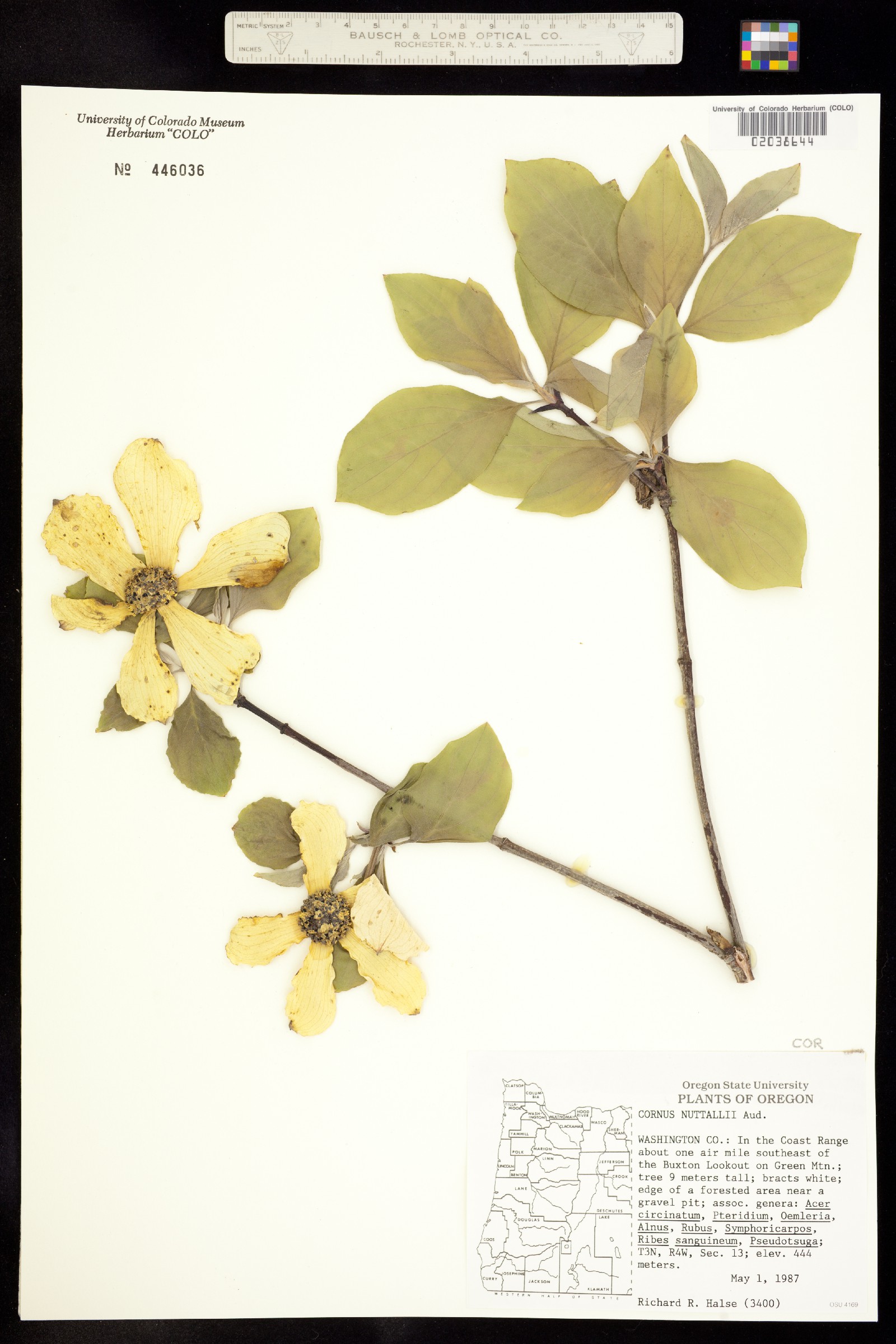 Cornus nuttallii image