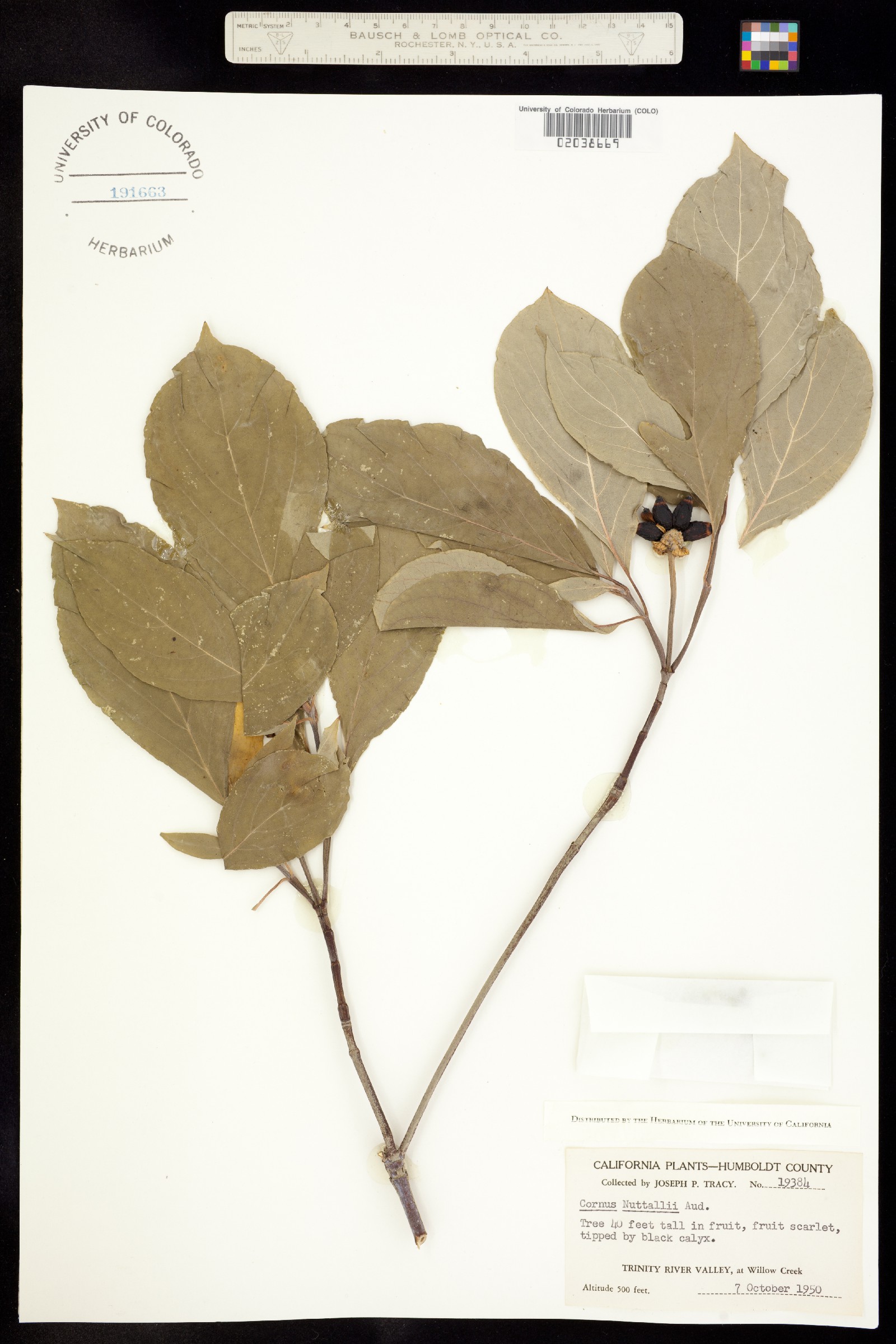 Cornus nuttallii image