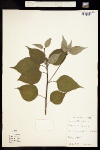 Cornus drummondii image