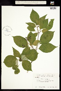 Cornus drummondii image