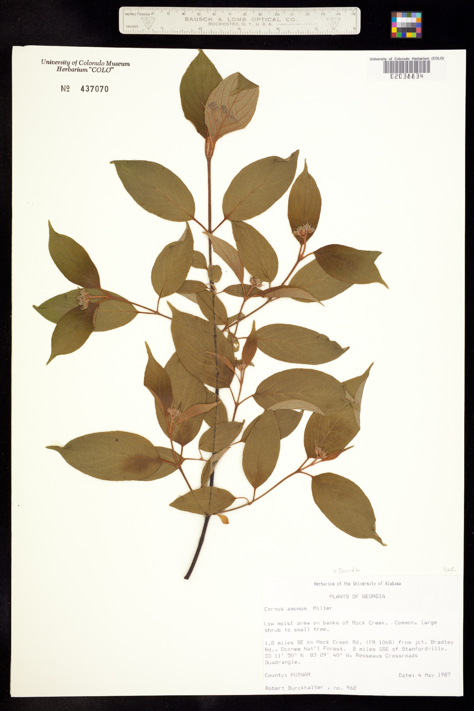 Cornus amomum ssp. amomum image
