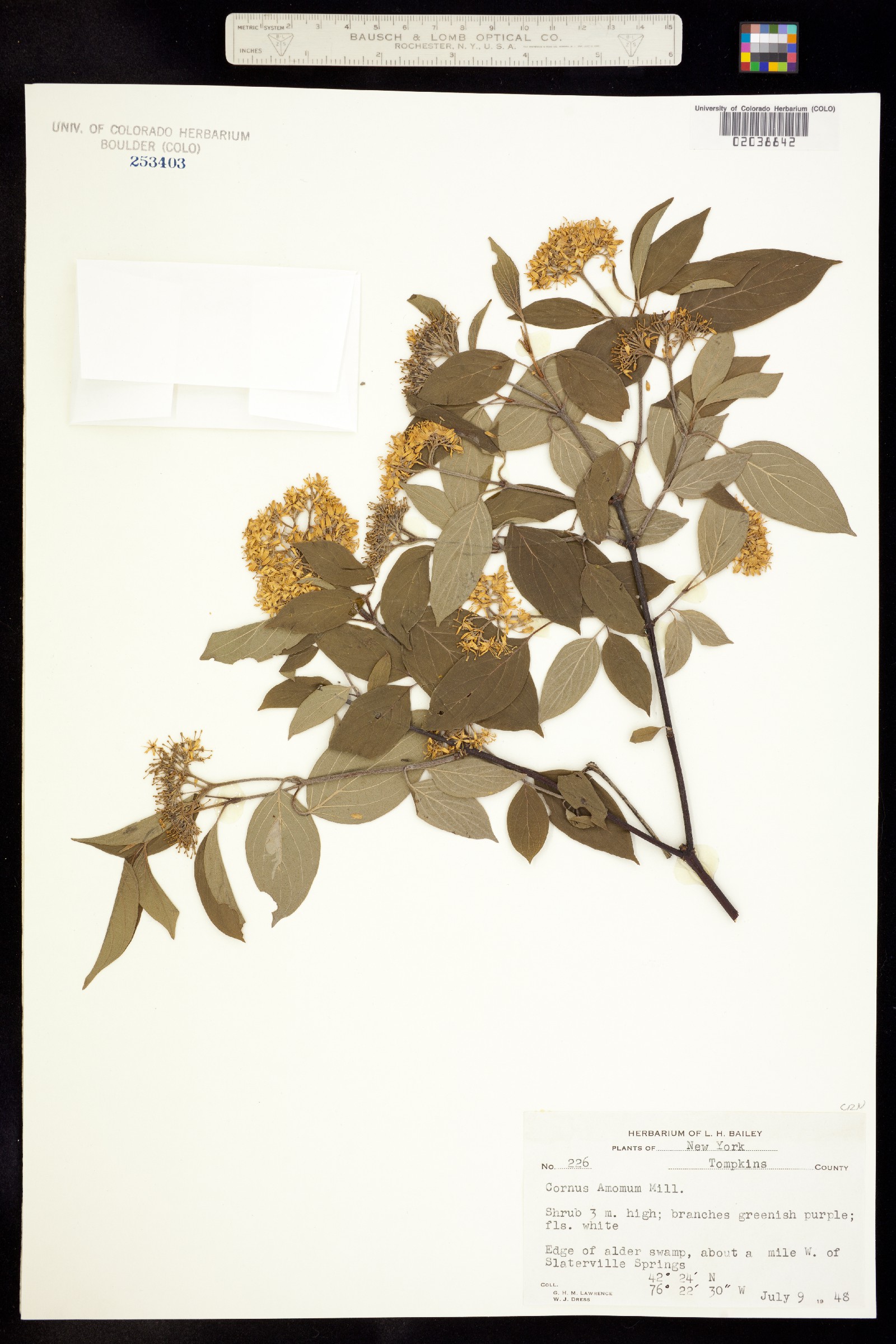 Cornus amomum image