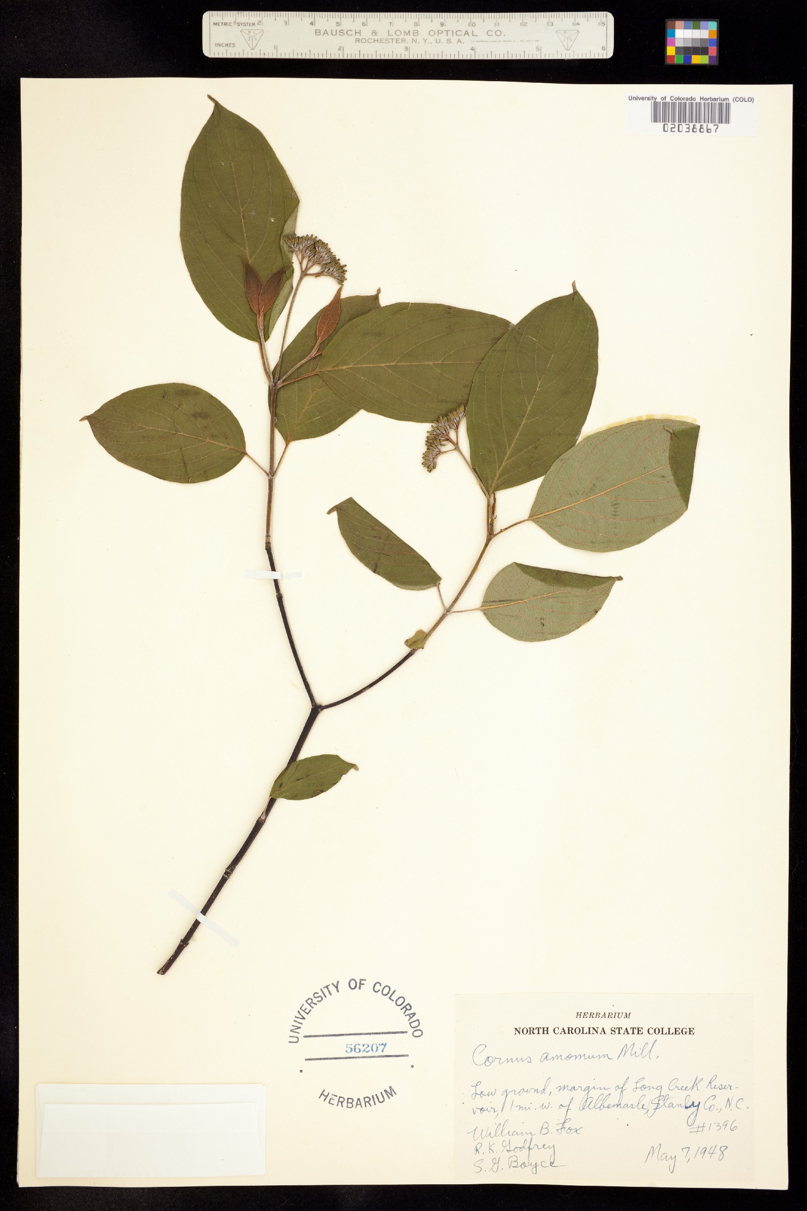 Cornus amomum ssp. amomum image