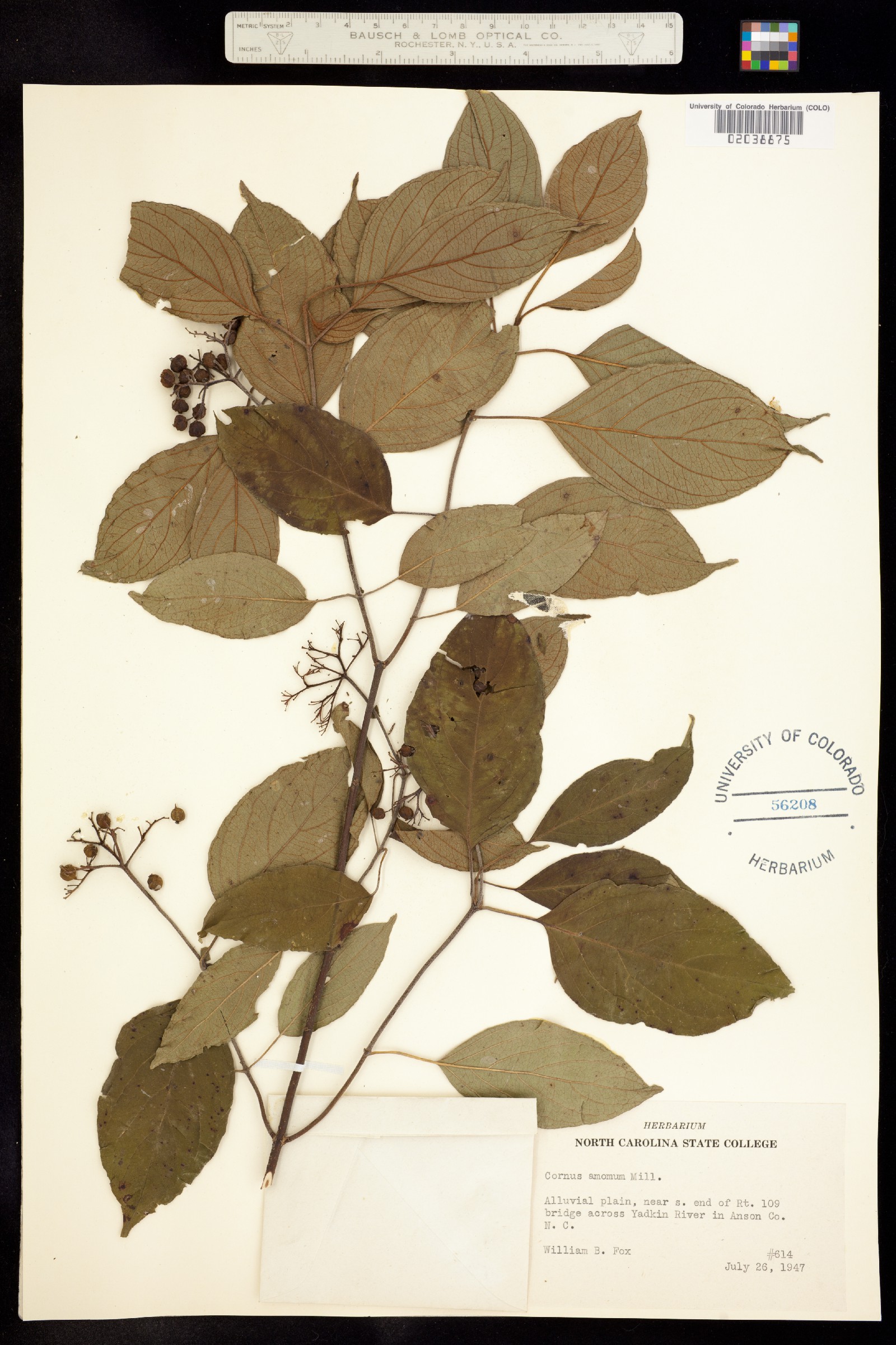 Cornus amomum ssp. amomum image