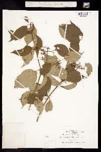 Cornus amomum ssp. amomum image