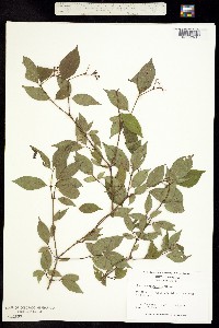 Image of Swida asperifolia