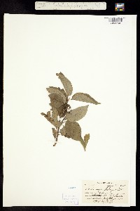 Swida asperifolia image