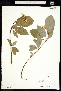 Cornus sericea subsp. sericea image