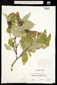 Cornus sericea subsp. sericea image