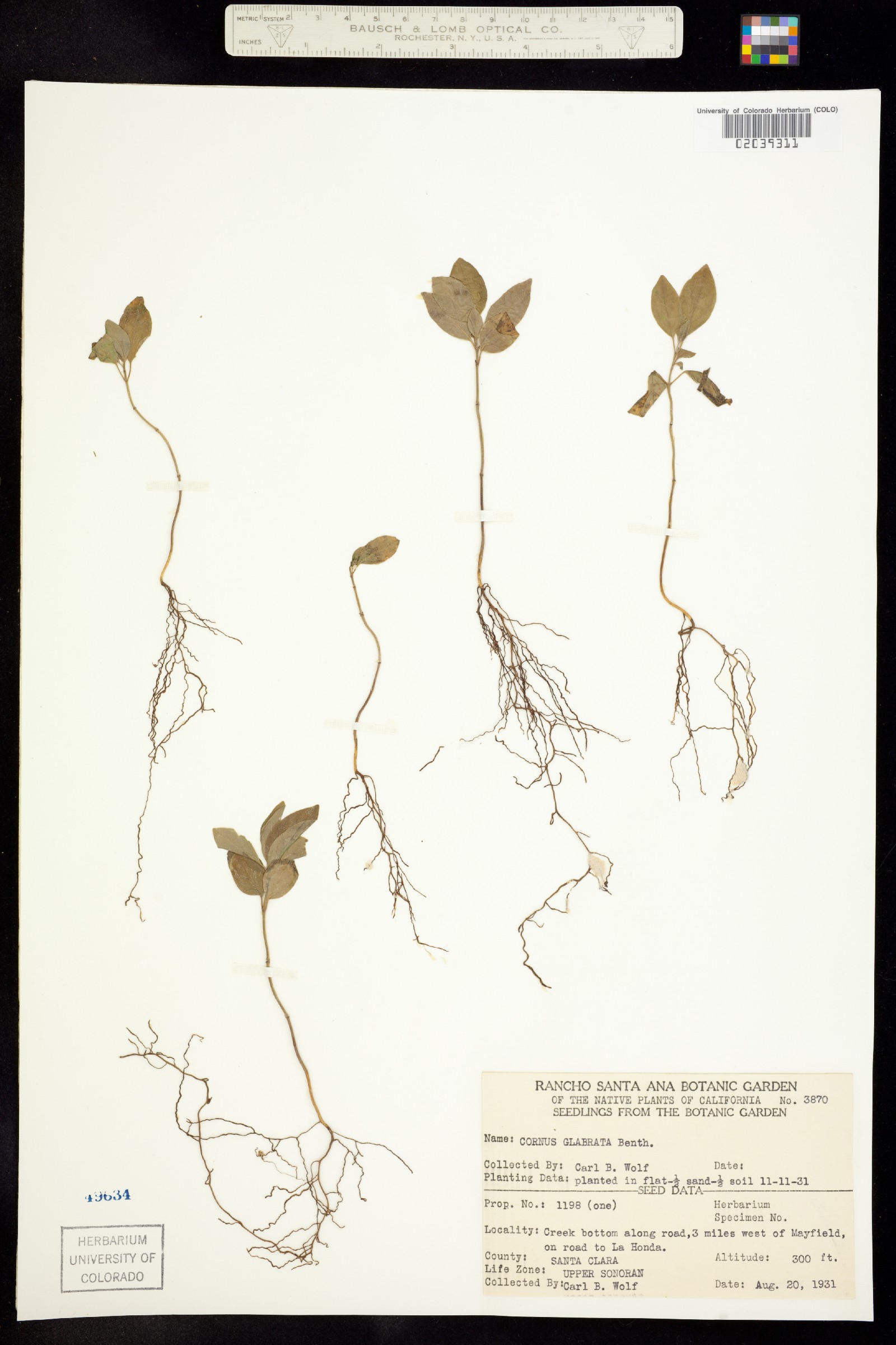 Cornus glabrata image