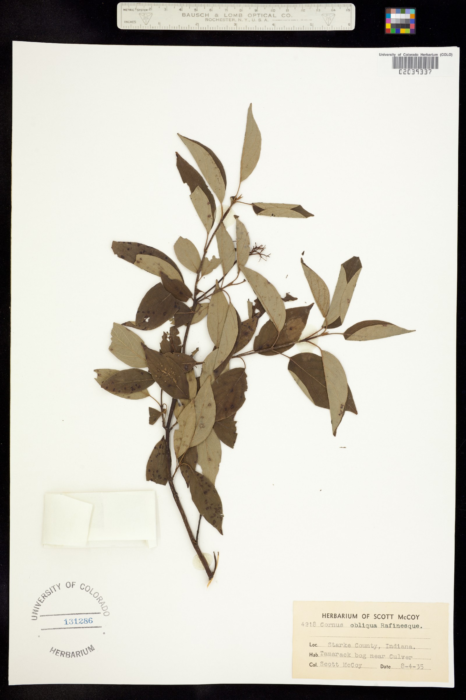 Cornus amomum ssp. obliqua image