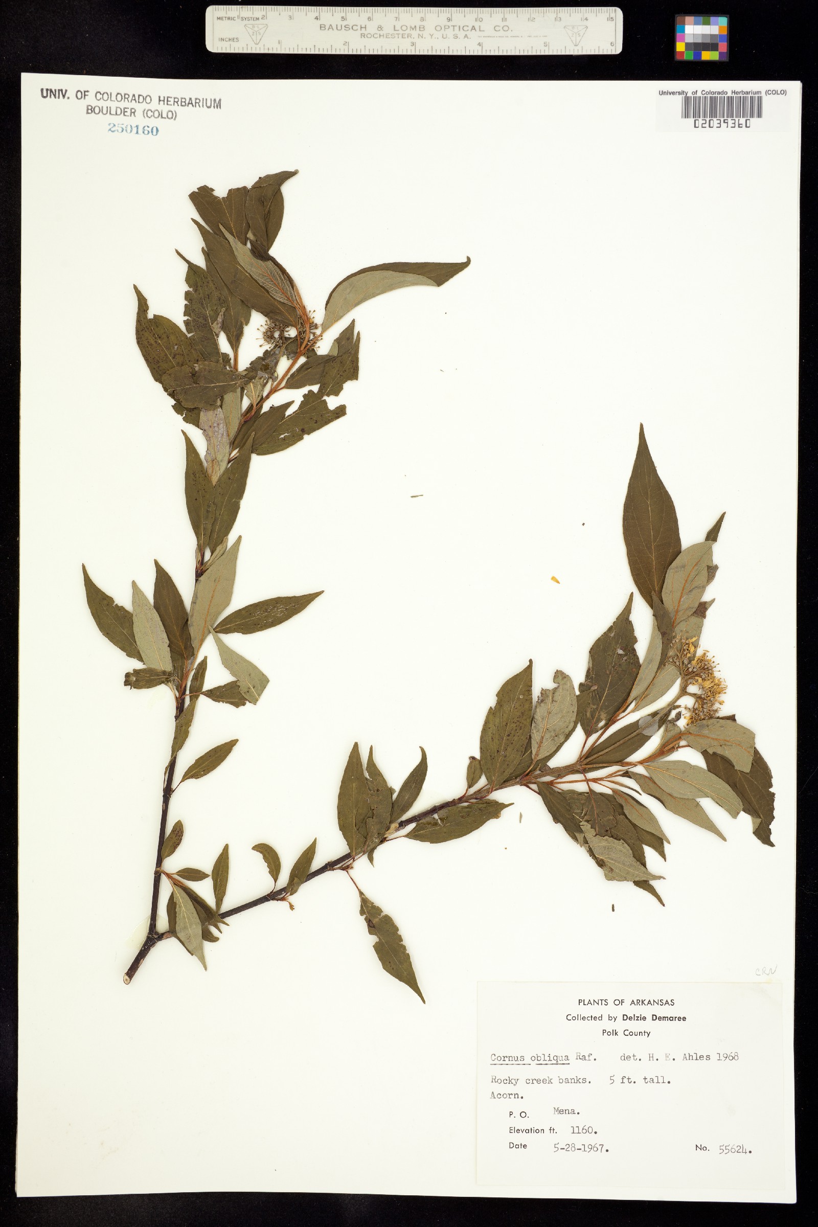 Cornus amomum ssp. obliqua image