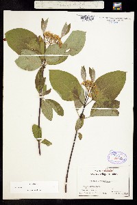 Cornus sericea image