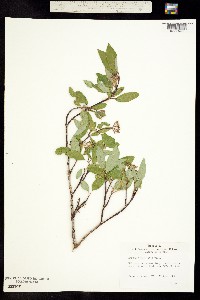 Cornus sericea image