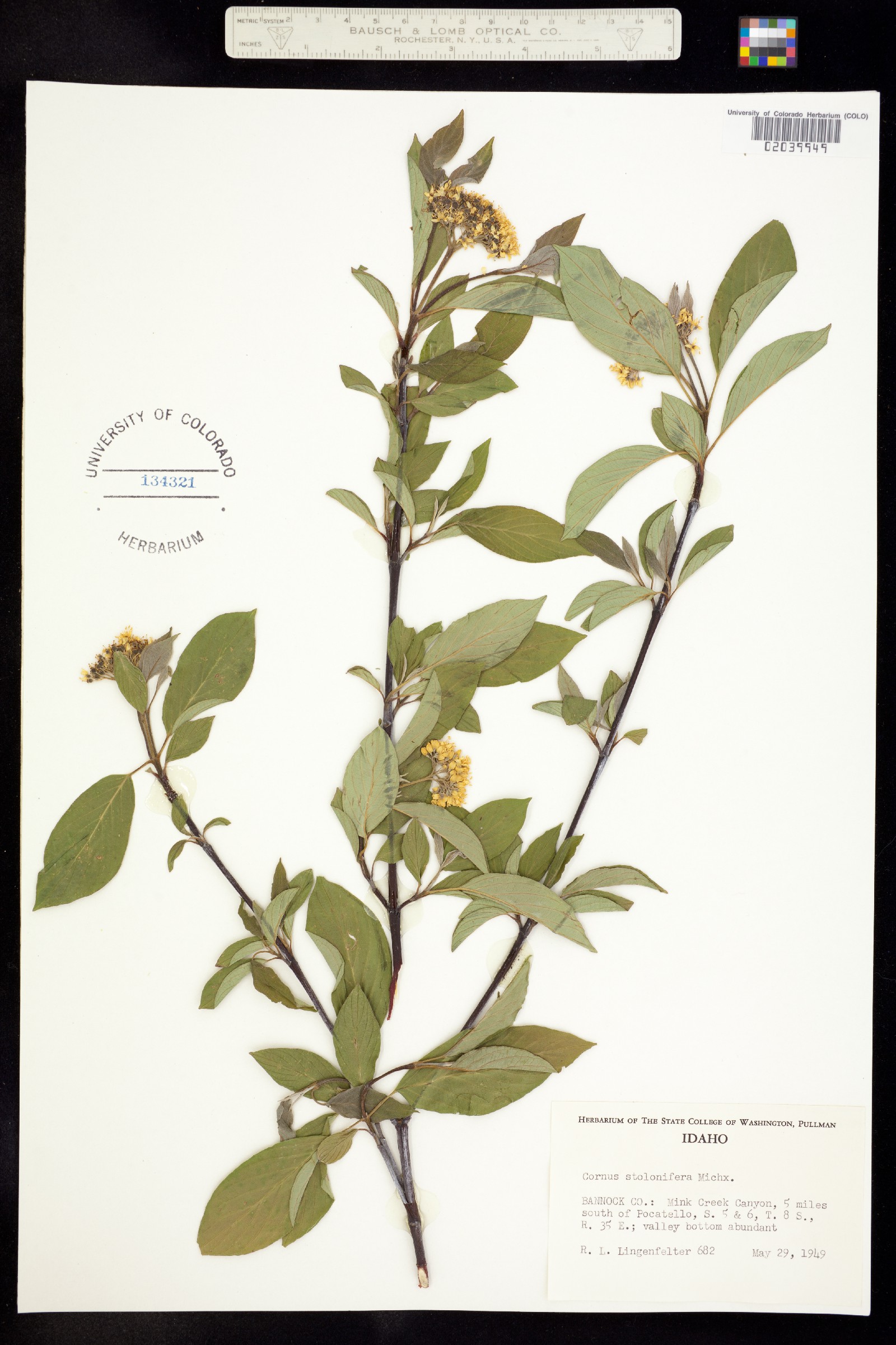 Cornus sericea ssp. sericea image