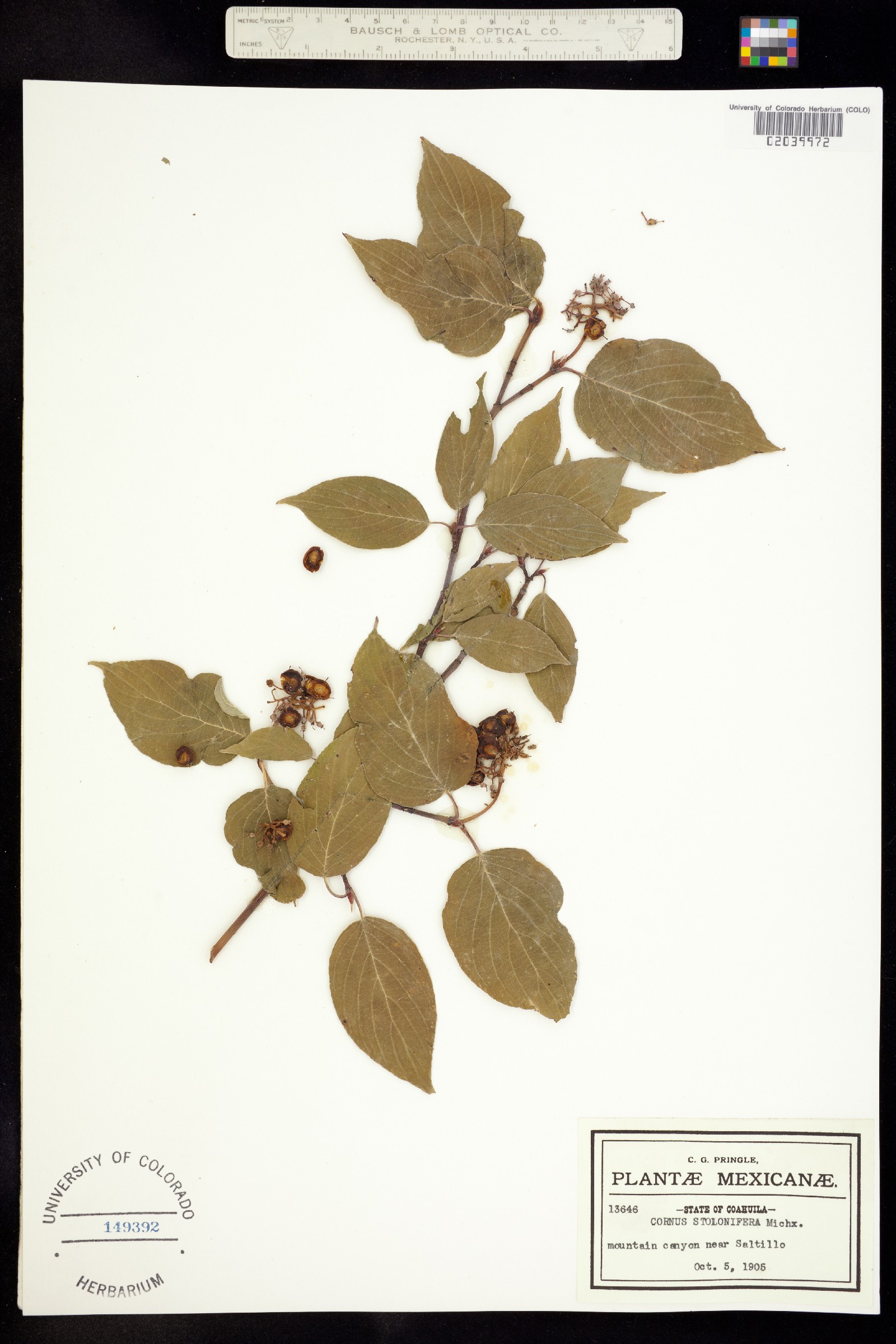 Cornus sericea ssp. sericea image