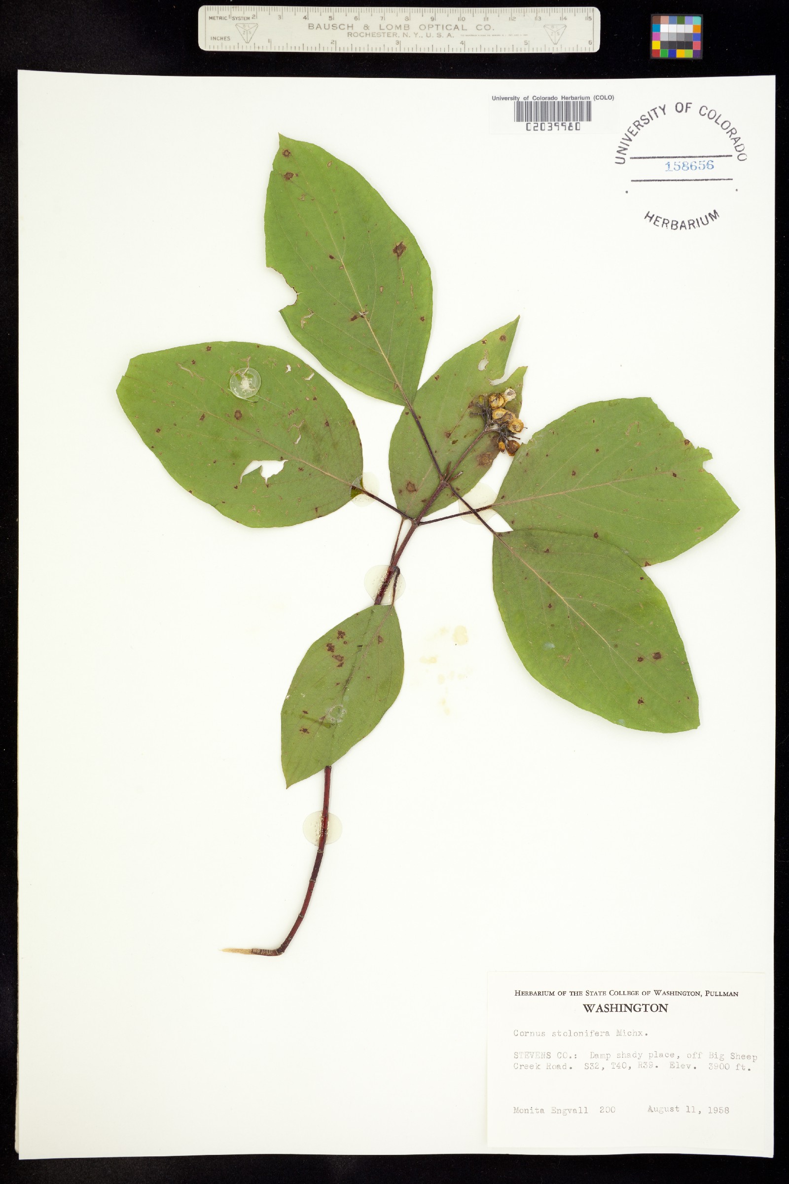 Cornus sericea ssp. sericea image