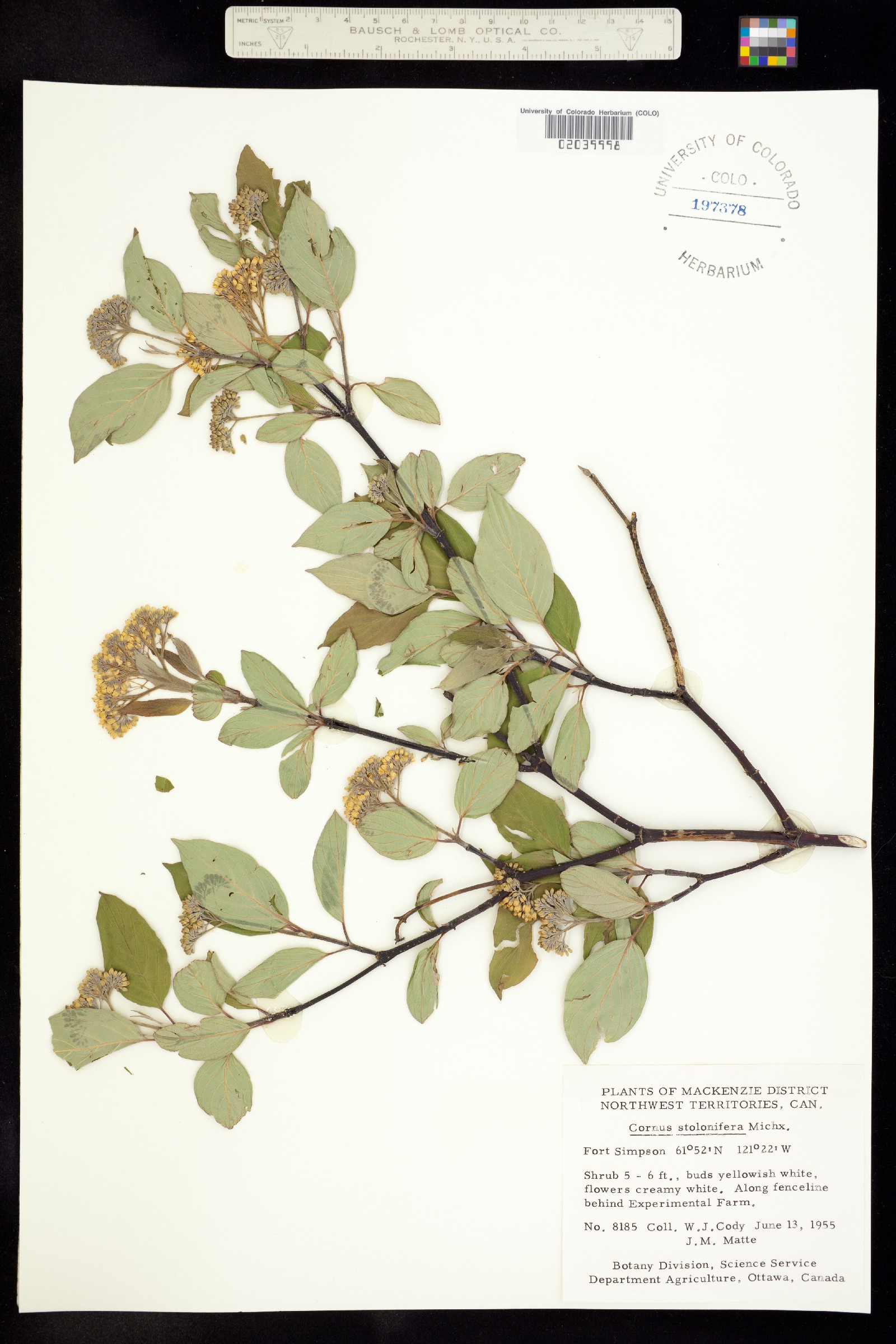 Cornus sericea ssp. sericea image