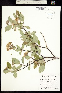 Cornus sericea ssp. sericea image