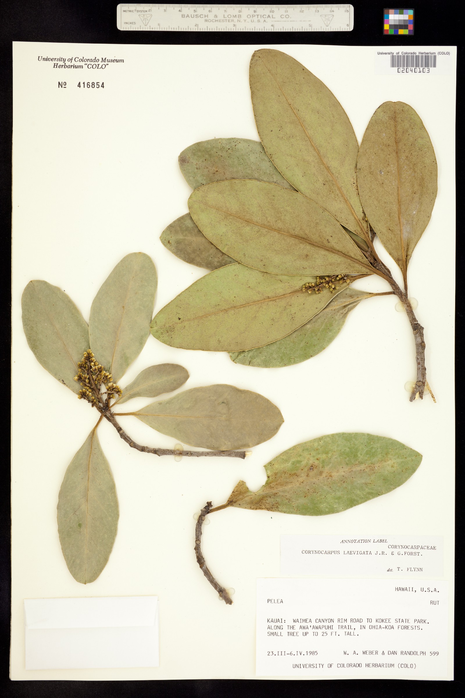 Corynocarpus laevigata image