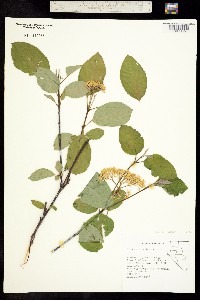 Cornus sericea image