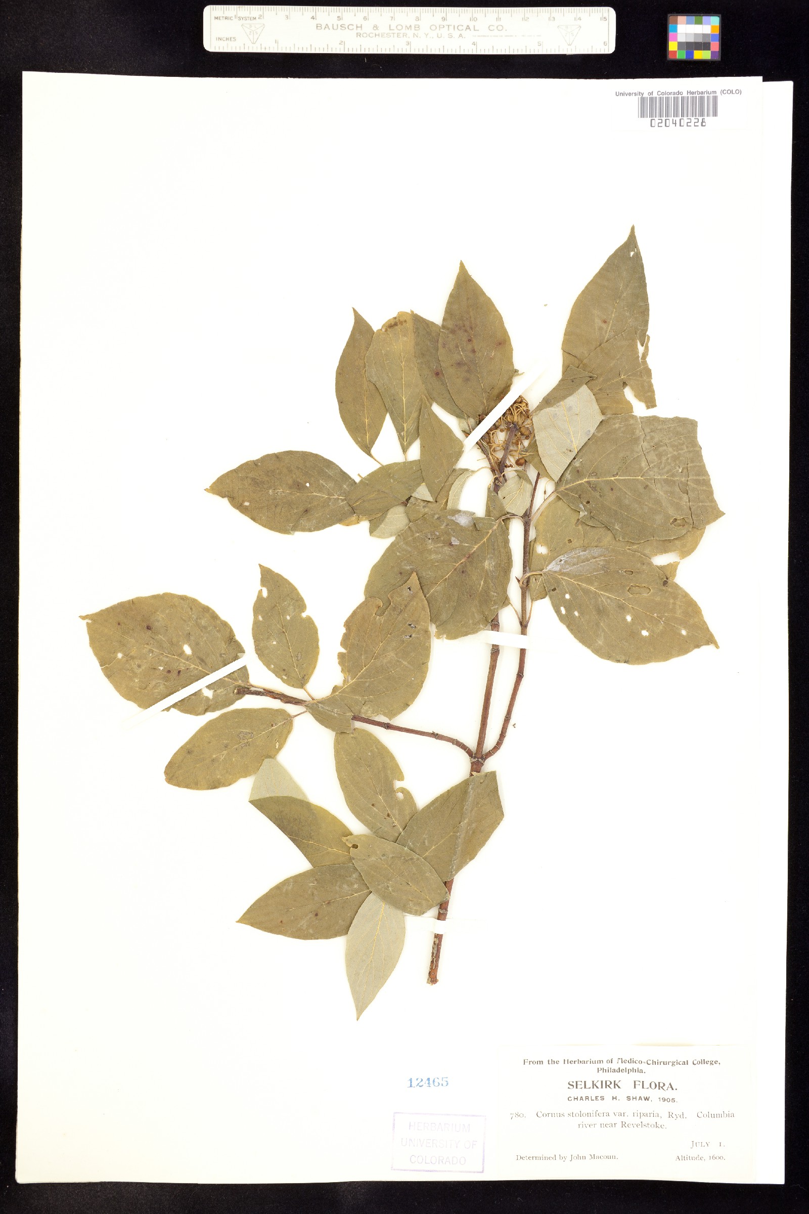 Cornus sericea ssp. sericea image