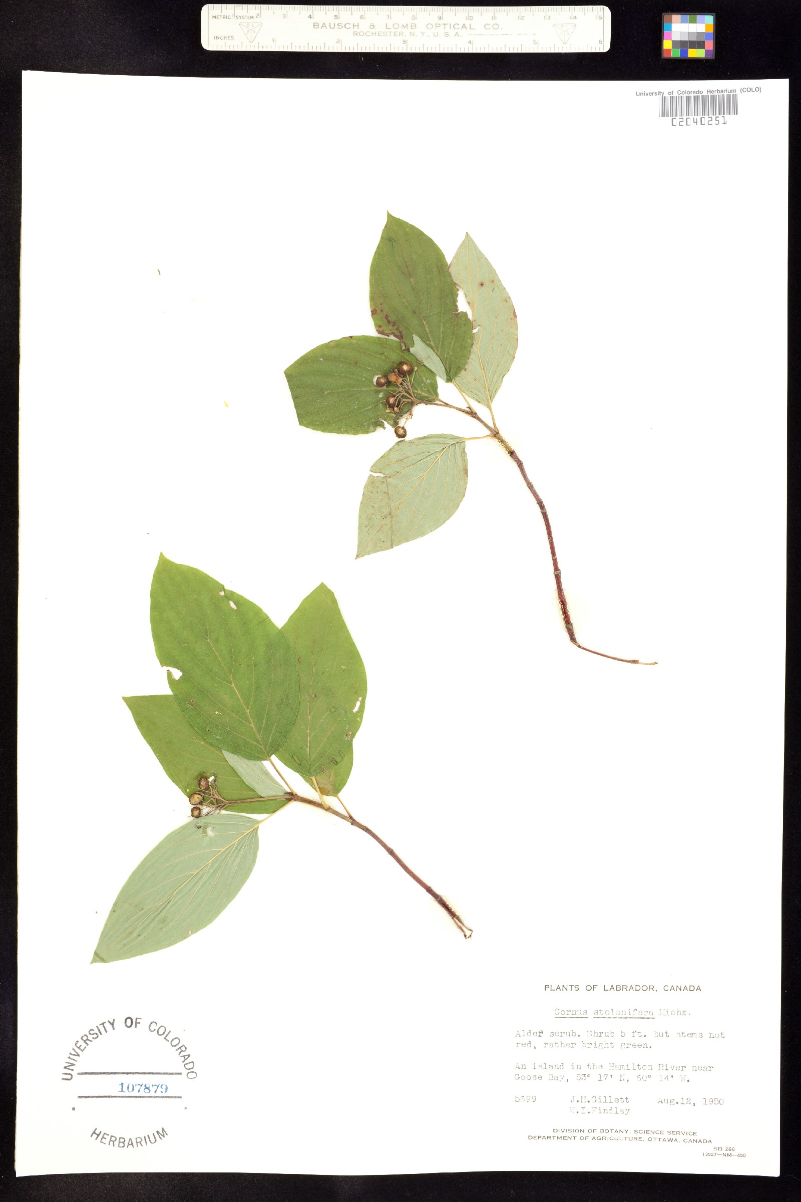 Cornus sericea ssp. sericea image