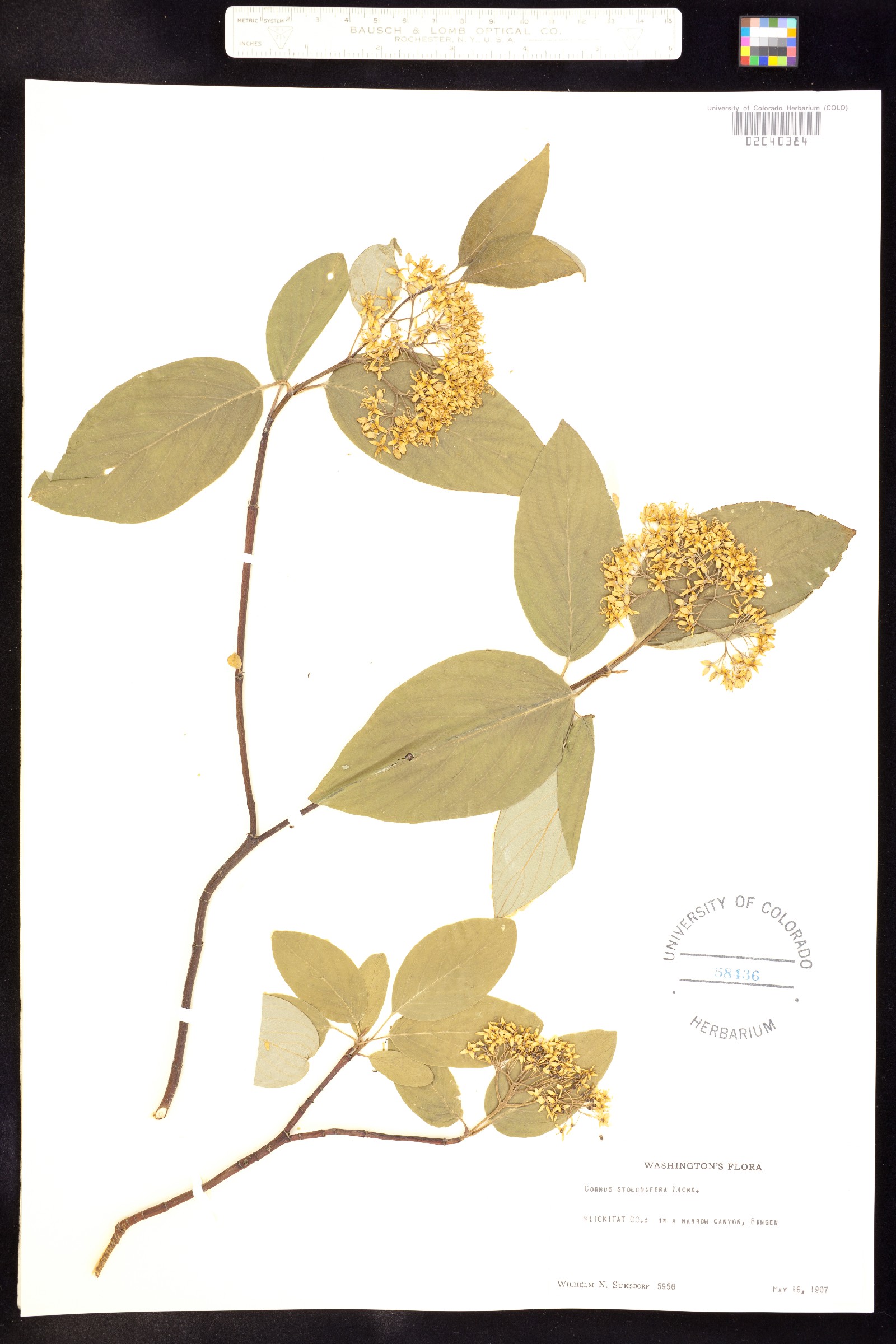 Cornus sericea ssp. sericea image