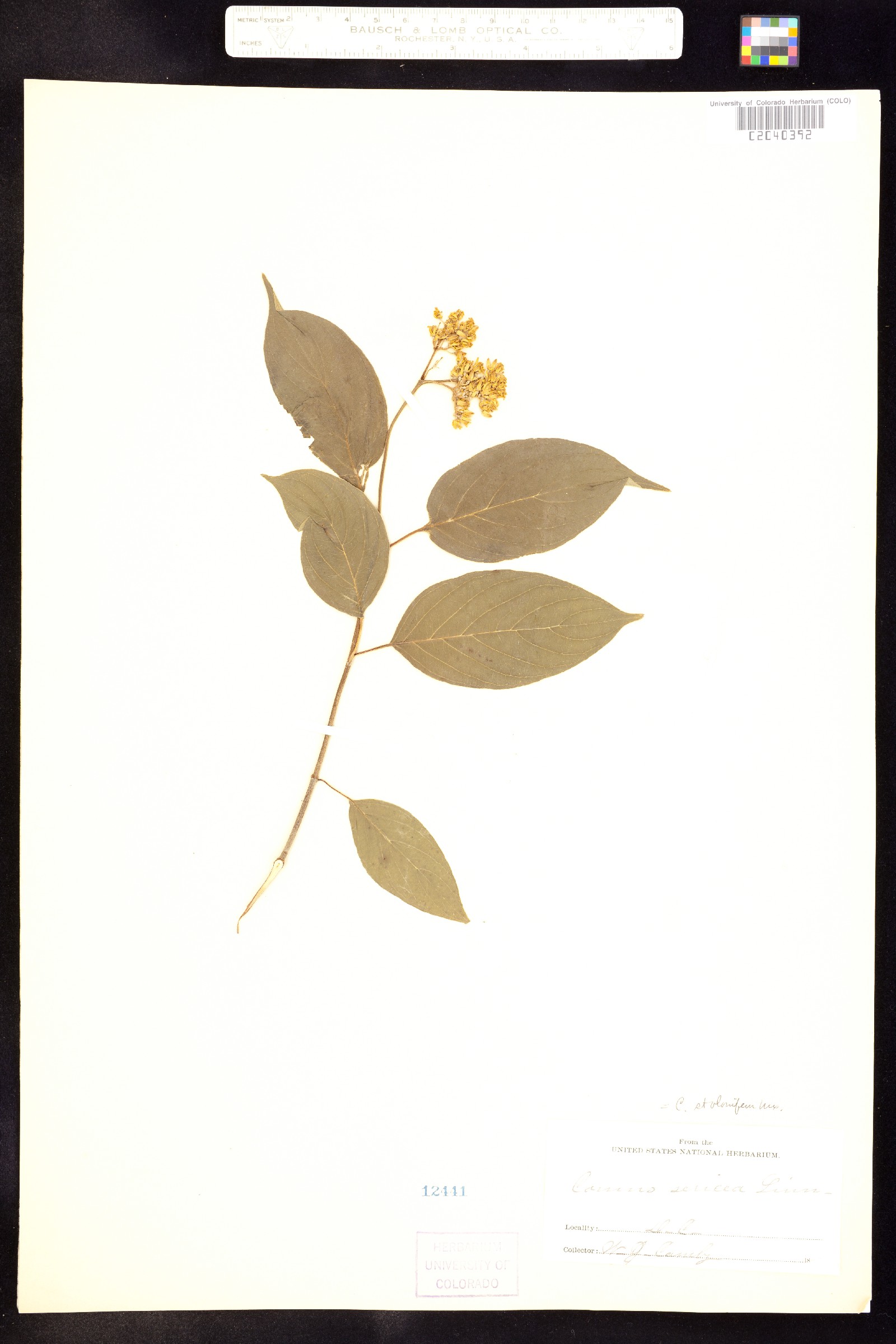 Cornus sericea ssp. sericea image