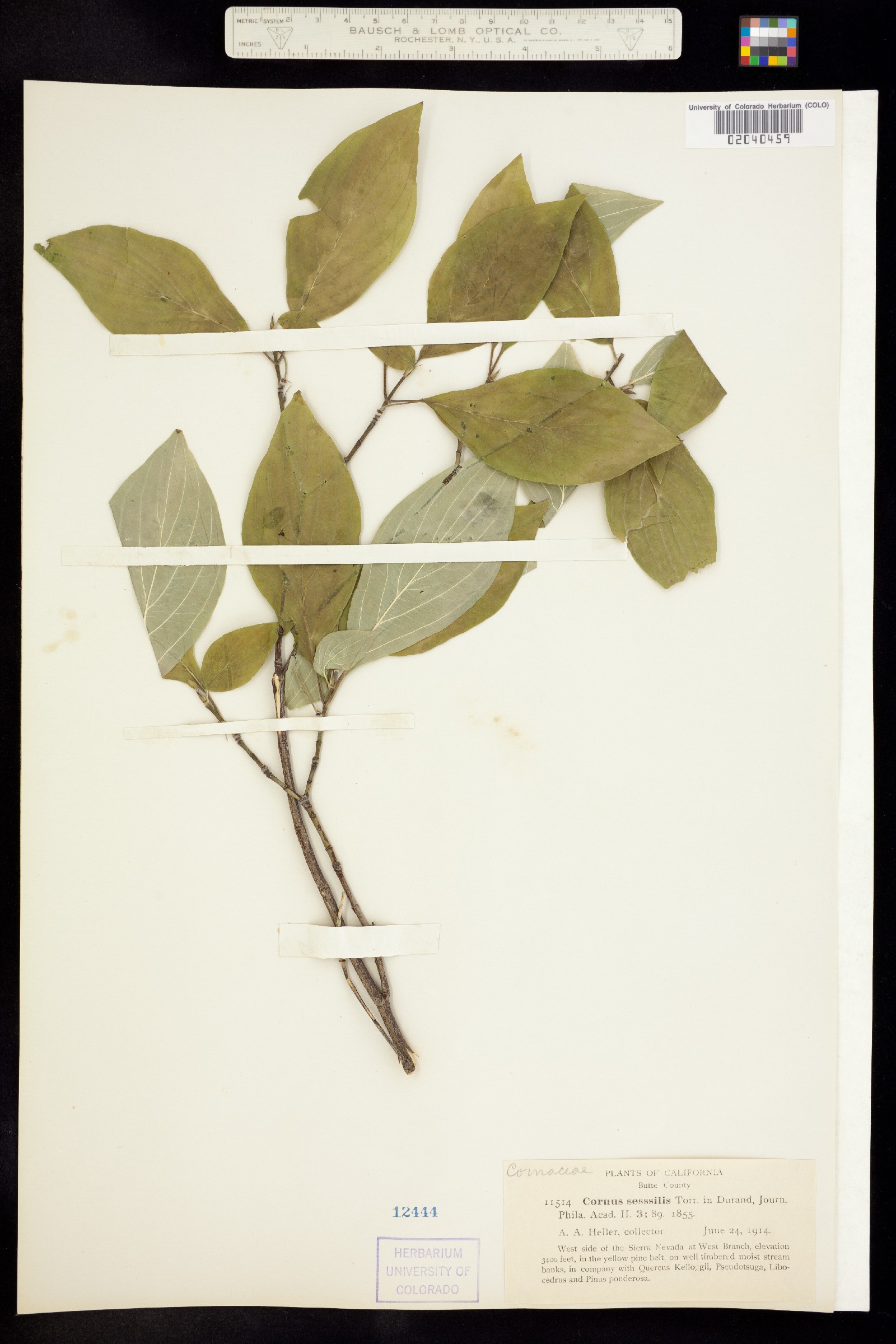 Cornus sessilis image