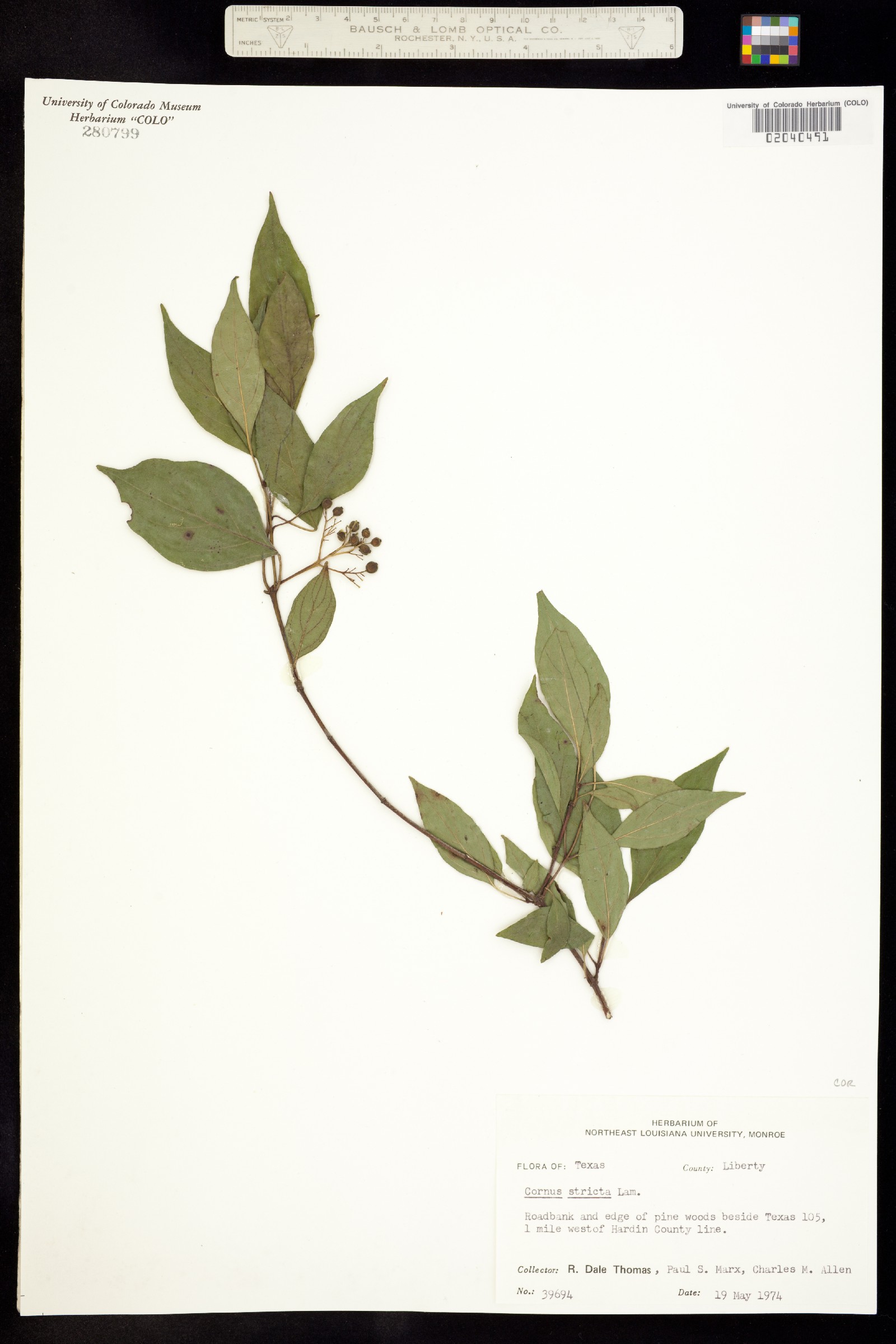 Cornus foemina image