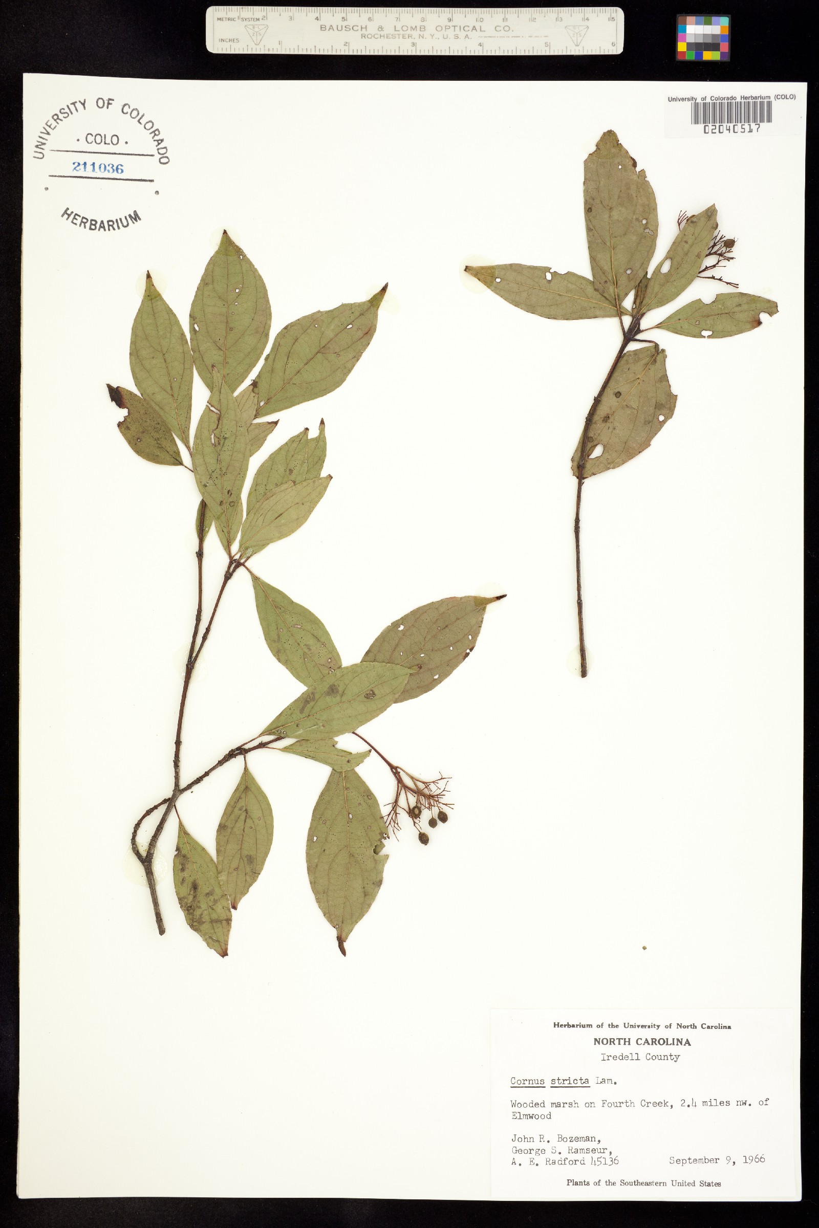 Cornus foemina image