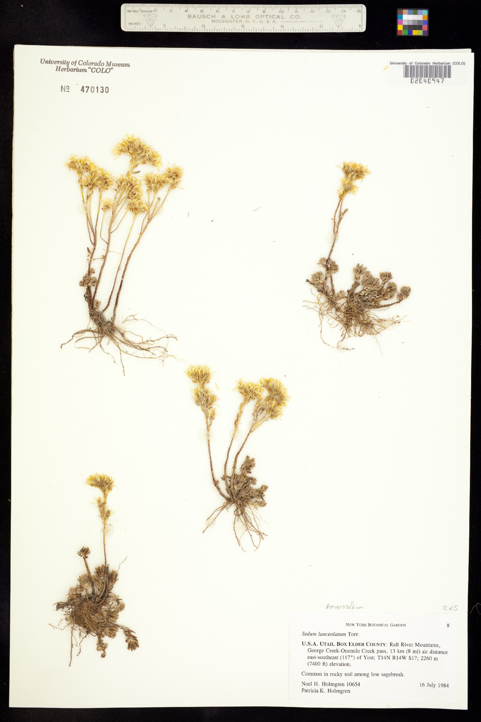 Sedum lanceolatum image