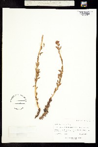 Clementsia rhodantha image