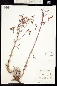 Dudleya lanceolata image