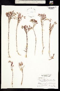 Image of Dudleya pauciflora